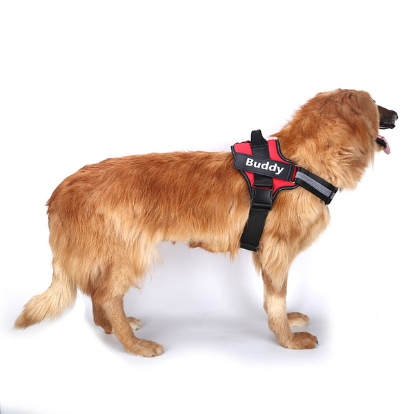 Strap N Walk-Personalized Safety Dog Harness